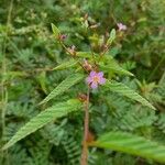 Melochia pyramidata Flower