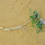 Glossonema boveanum List
