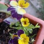 Viola × williamsii Flower