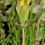 Taraxacum tortilobum Muu