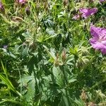 Geranium viscosissimum Blad