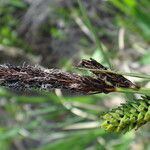 Carex elata Fiore
