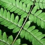 Dryopteris remota Fuelha