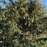 Taxus baccata عادت داشتن