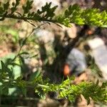 Solidago nemoralis Kukka