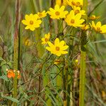 Bidens aristosa Květ