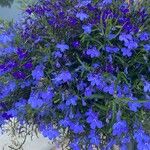 Lobelia erinusBlomst