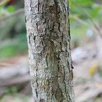 Erythroxylum laurifolium Bark