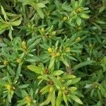 Pectis prostrata Hoja