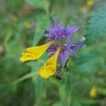 Melampyrum subalpinum Квітка