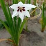 Gladiolus murielaeFlower