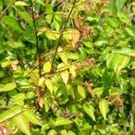 Hymenocardia ulmoides Hoja