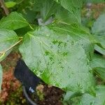 Calycanthus floridus Leaf