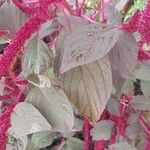 Amaranthus hypochondriacus Blatt