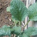 Borago officinalisLeaf