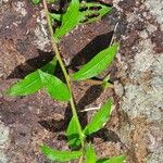 Ludwigia peruviana Leaf