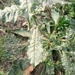 Nicotiana plumbaginifolia Blad