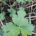 Ranunculus recurvatus Leaf