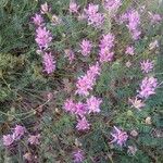 Astragalus onobrychis花