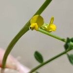 Hippocrepis biflora 花