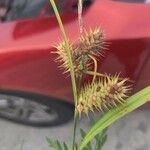 Carex lurida Frucht