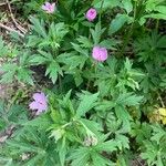 Geranium viscosissimum Blad