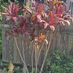 Cordyline fruticosaBlad