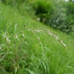 Calamagrostis canescens Цвят