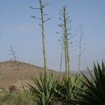 Agave fourcroydes Hábito