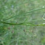 Dichoropetalum carvifolia Levél