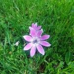 Anemone hortensis Flower