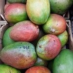 Mangifera indica Frucht