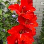 Gladiolus communisফুল