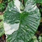 Alocasia macrorrhizosLehti