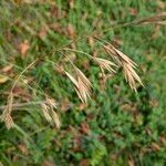 Bromus catharticus Frukt