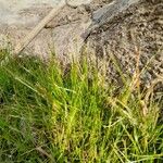 Eleocharis acicularis Hoja