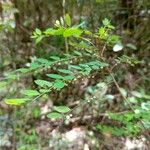 Phyllanthus moramangicus Habit