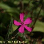 Silene stockenii Fiore