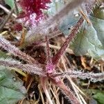 Heuchera micrantha Bark