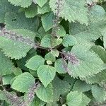 Plectranthus fruticosus Leaf