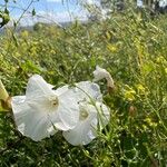 Calystegia longipes Кветка