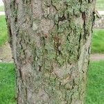 Malus spectabilis Bark