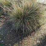 Muhlenbergia rigens Yaprak