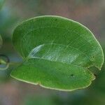 Smilax anceps برگ