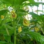 Impatiens auricoma Fleur