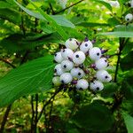 Cornus rugosa Ovoce