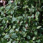 Cyathula prostrata Habitus