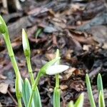 Galanthus elwesii Virág