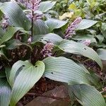 Hosta longipes Habitus