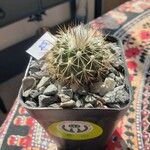 Turbinicarpus viereckii Lehti